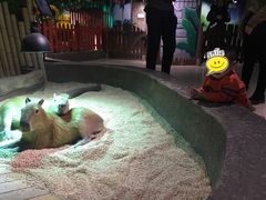 -萌宠奇缘