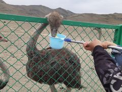 -新疆天山野生动物园