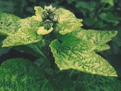 -广西壮族自治区药用植物园