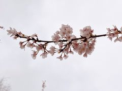 -顾村公园