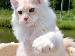 -十年猫舍·猫咪专门店(普陀店)