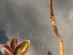 -首开·常青藤二期