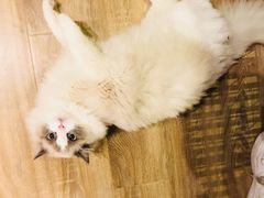 -小尾巴宠物店(万科·金域华庭店)