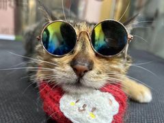 -车接车送·寄养洗护·德文猫舍(大宁店)