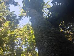 -西双版纳原始森林公园