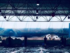 -秦皇岛乐岛海洋王国