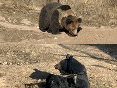 -青藏高原野生动物园