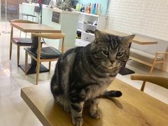 -平行世界·猫咖(首经贸店)