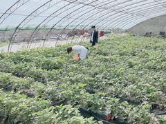 -大自然农场蔬菜草莓采摘园
