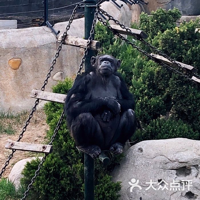 大连动物园 老照片图片