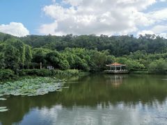 -大屏嶂森林公园