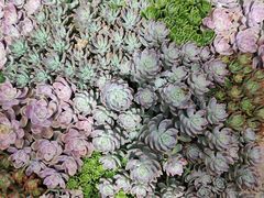 -山菌美食苑(振兴路店)