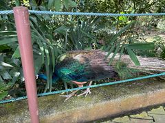 -吉隆坡雀鸟公园