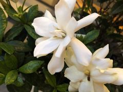 -贤花饭店(凯德店)