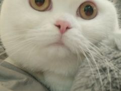 -宠小格时尚宠物生活馆(唐镇店)