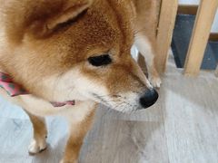 -柴迷FANS CLUB·柴犬狗咖·猫咖