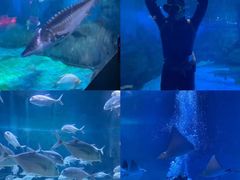 -烟台海昌鲸鲨海洋公园