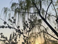 -扬州大运河文化旅游度假区·盆景园