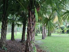 -中国科学院西双版纳热带植物园