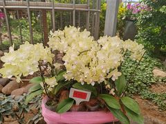 -石家庄市植物园