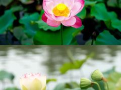 -昆山城市生态森林公园