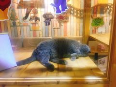 -小时光咖啡馆(开森度假森林店)