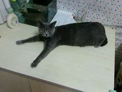 -纳吉亚猫专科动物诊疗中心(蒋宅口分院)