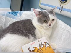 -纳吉亚猫专科动物医院·北北分院