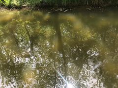 -合肥滨湖国家森林公园