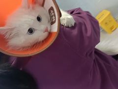 -瑞派福兴宠物医院犬猫全科·骨科·中西医结合(河东店)