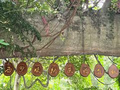 -西双版纳原始森林公园