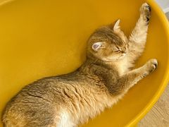 -有喵·猫咖·狗咖·40+猫狗有小奶狗(岗厦店)