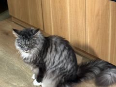 -MOCHA明星猫咖(田子坊店)