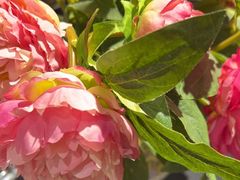 -宫事颐庭·老佛爷贵寿下午茶(颐和园店)