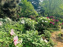 -北京西山国家森林公园