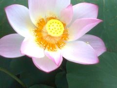 -建华生态湿地百荷园