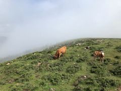 -芦芽山旅游度假区
