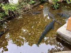 -源泉冷水鱼庄(小鱼洞店)