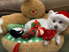 -宠宠熊宠物美容(星湖街店)