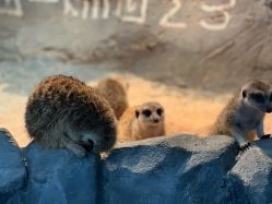 -Zoolung Zoolung动物主题公园(海信广场店)