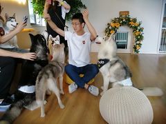 -Husky Go! 哈士奇体验馆·宠物咖啡厅狗咖