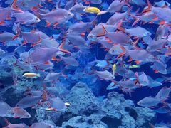 -成都浩海立方海洋公园