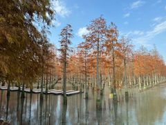 -泗洪洪泽湖湿地景区