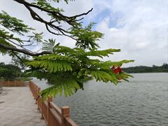 -东莞市大岭山森林公园