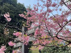 -南山植物园