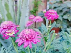 -兰纳泰式spa(古城店)