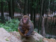 -黔灵山公园