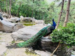 -燕塞湖鸟语林景区