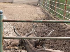 -青藏高原野生动物园