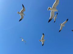 -如意香辣鸡架(总店)